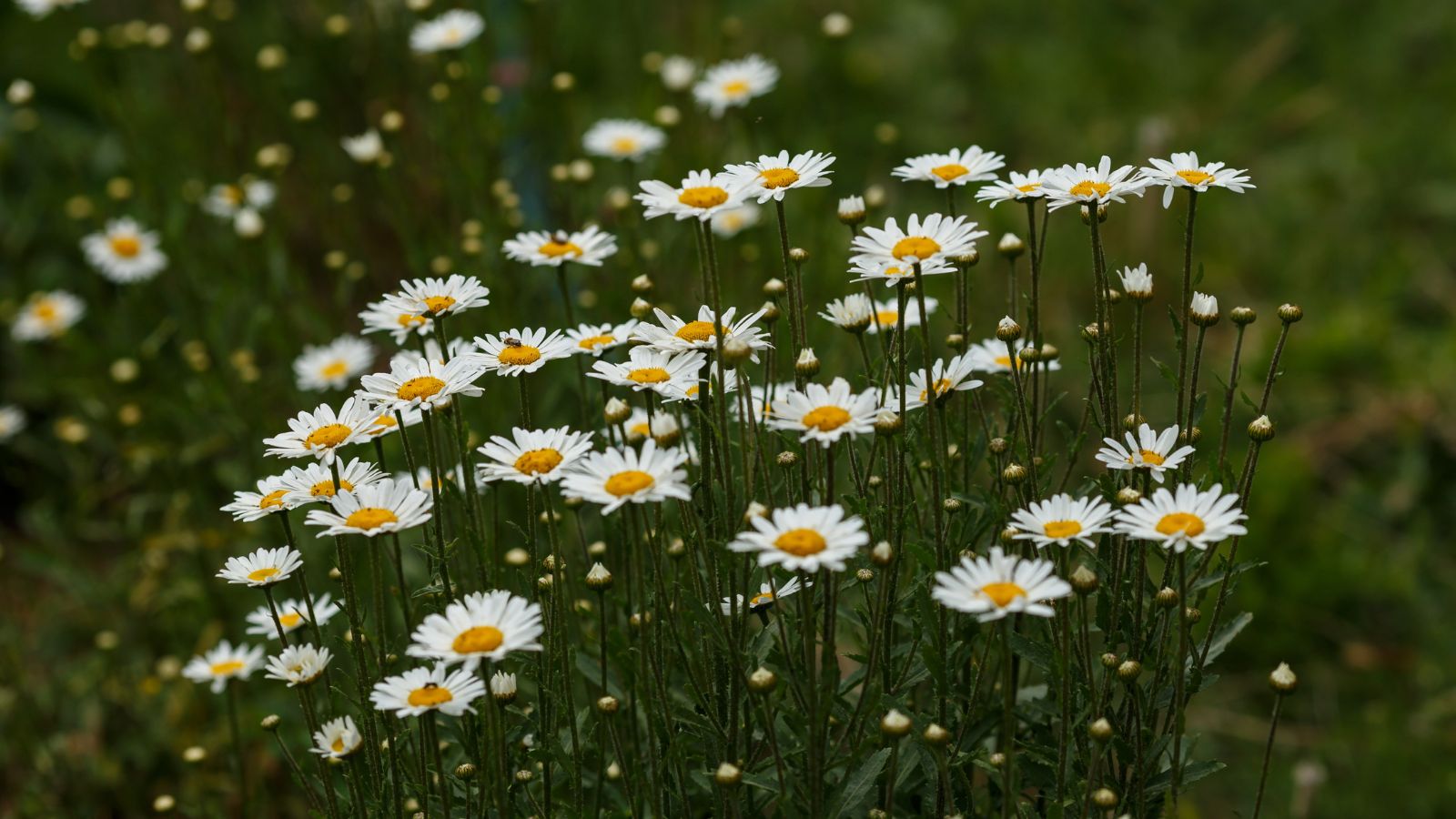 A field of chamomile herbal plant.
