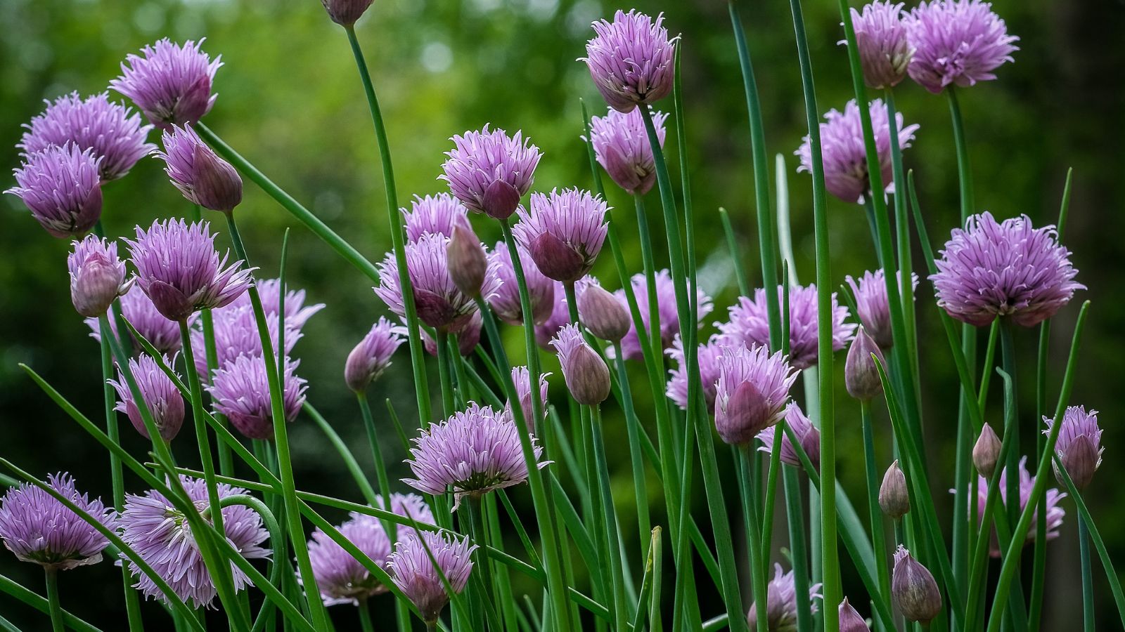Chives flowers grown in a garden.