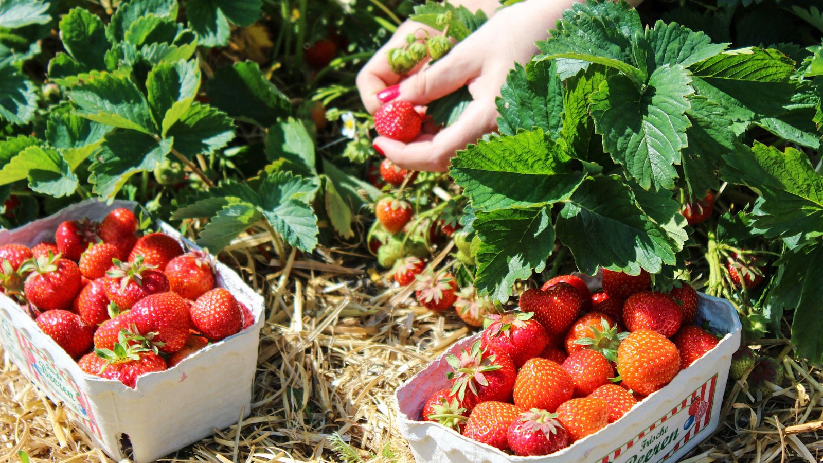 Woman harvesting fresh strawberries and placing them inside a basket.
