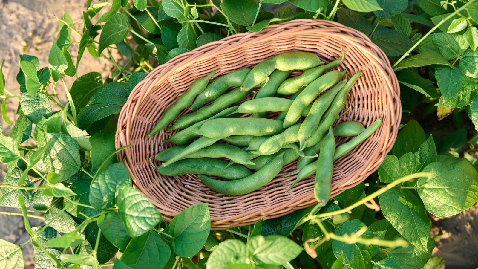 freshly harvested green beans placed inside a basket.