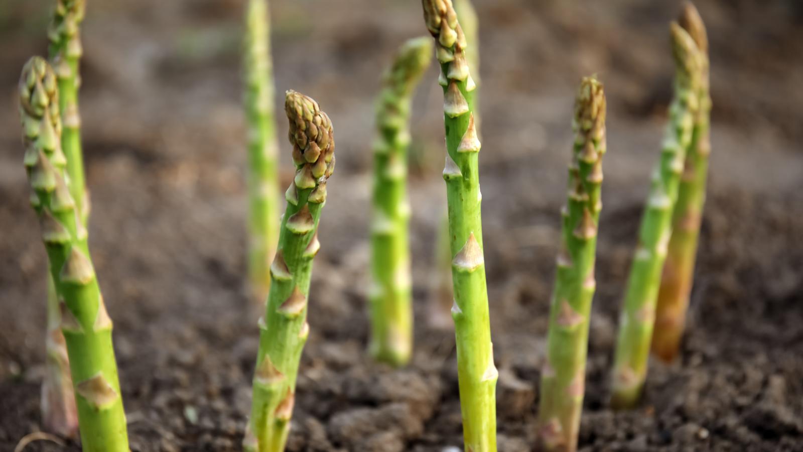 Asparagus spears growing in home garden.