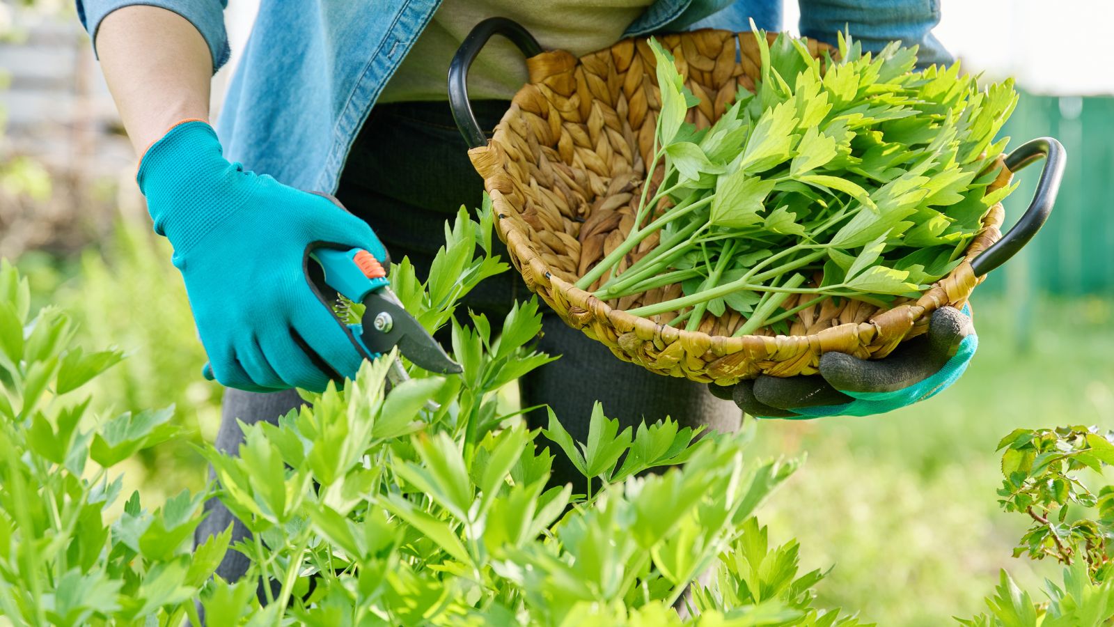 Woman harvesting fresh lovage and putting it into a basket.