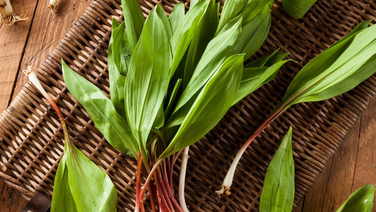 Freshly harvested ramps leaves, placed on a table.