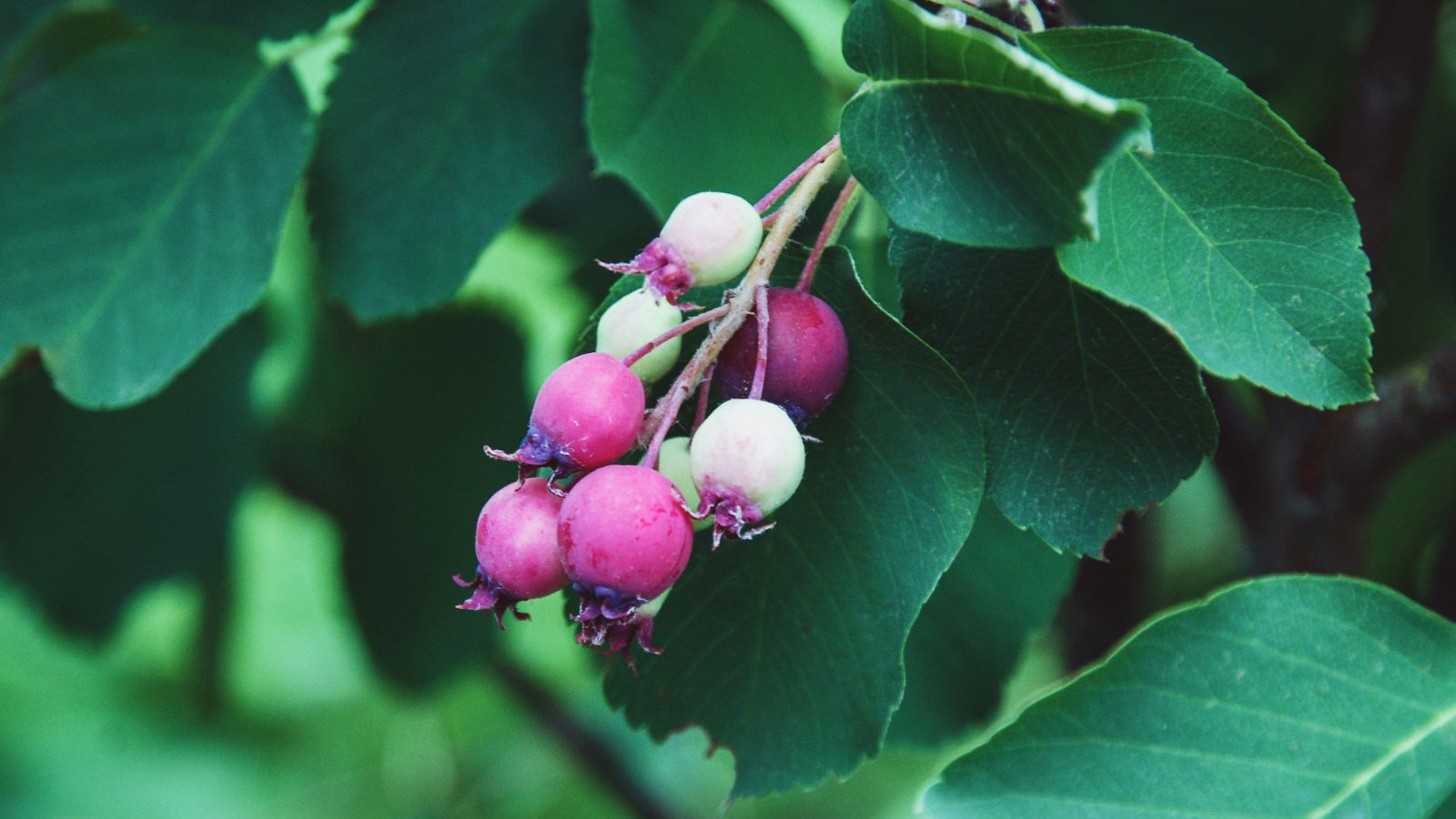 Saskatoon serviceberry fruit.