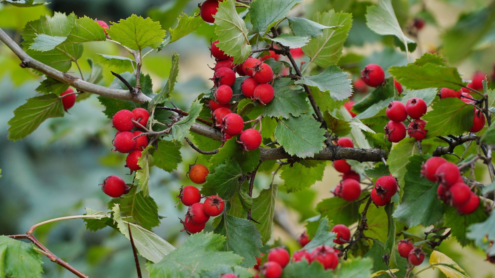 Hawthorn tree bearing red fruit in the wild.