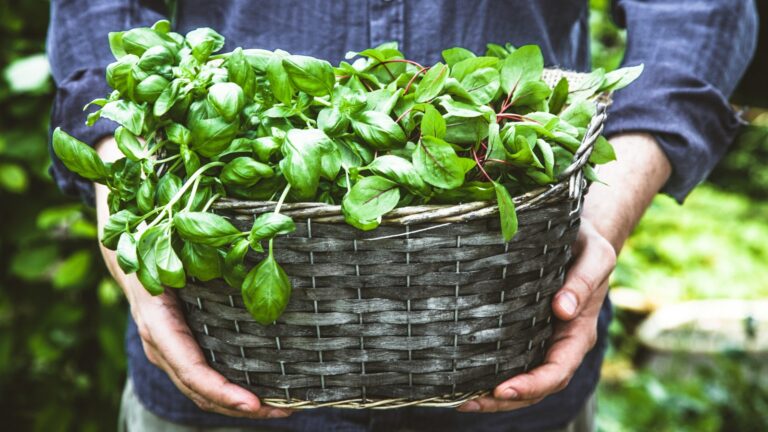 Man holding basil.