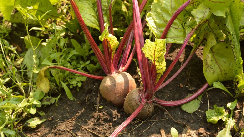 32 Vegetables You Can Grow in Partial Shade The Peasant's Daughter