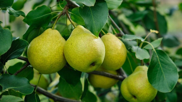 9 Fruit Trees You Can Grow In Pots - The Peasant's Daughter