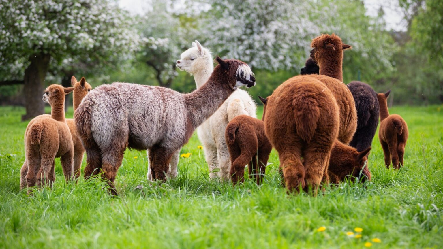 15 Best Animals for Small Homesteads The Peasant's Daughter