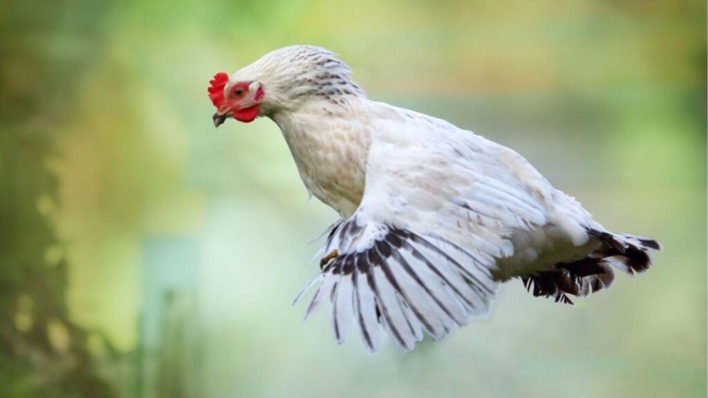 Chicken in flight.
