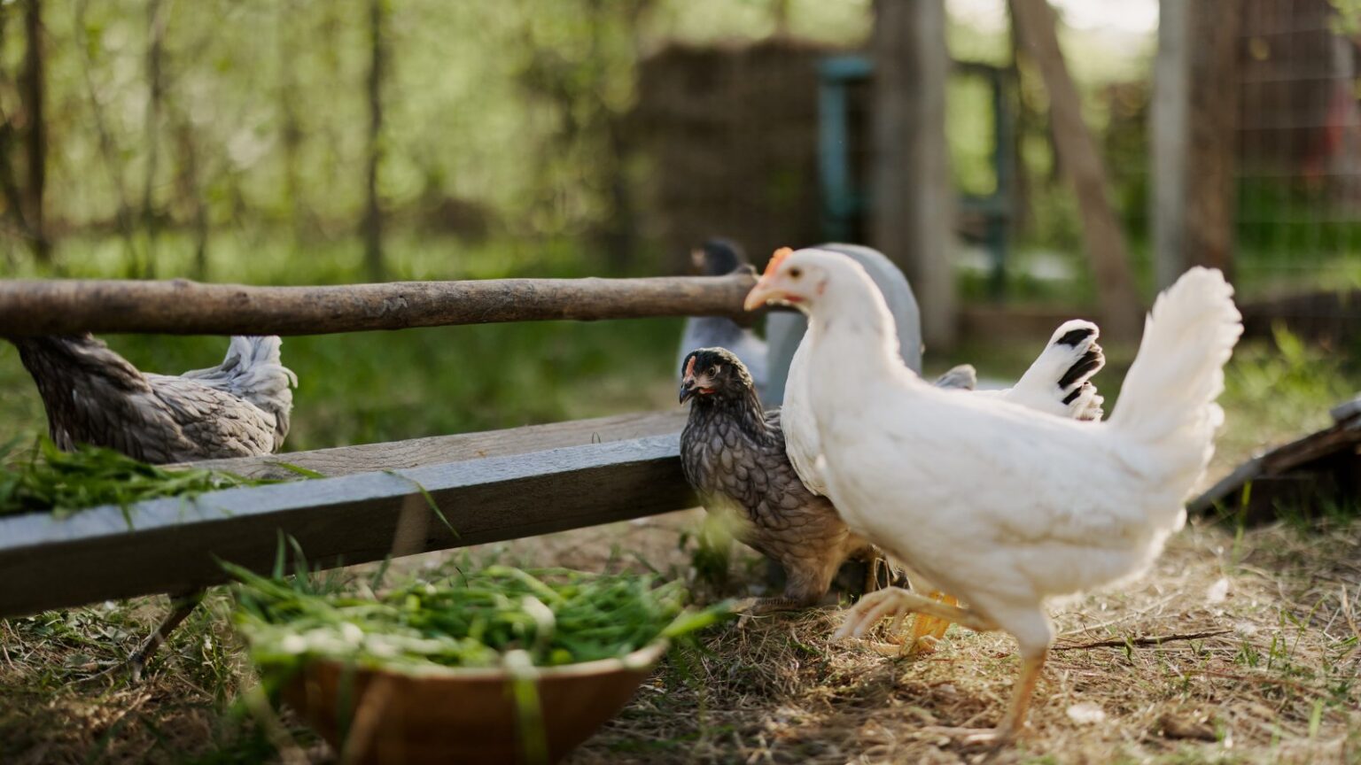 15 Best Animals for Small Homesteads The Peasant's Daughter