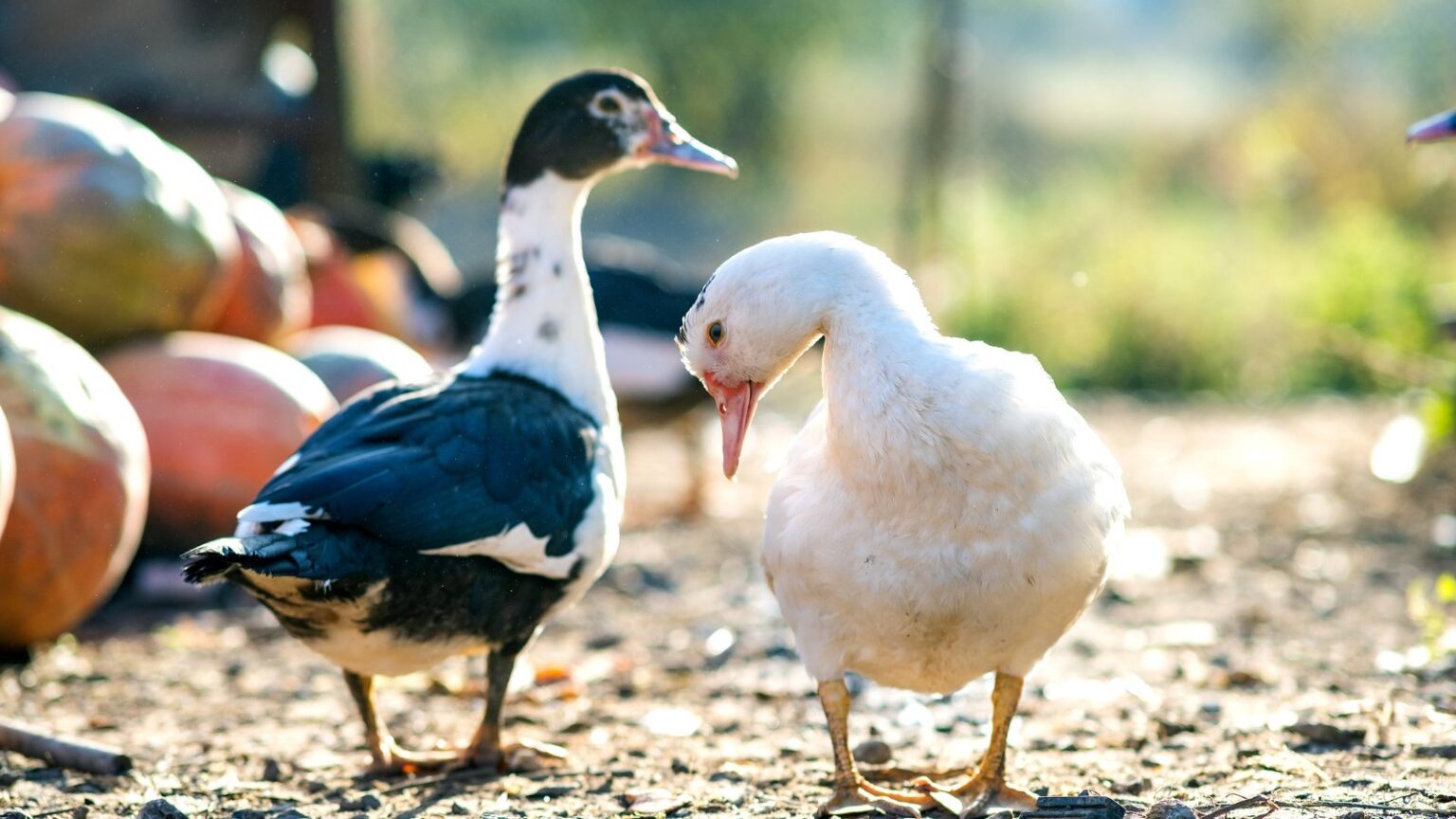 15 Best Animals for Small Homesteads The Peasant's Daughter