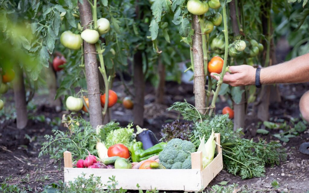 View of The 12 Essential Steps to Self-Sufficiency in the Garden - The Peasant ...