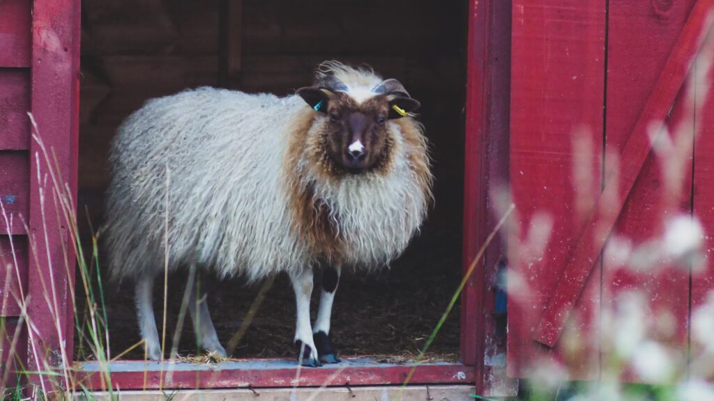 A white and brown horned Icelandic ewe stands outside her sheep shed.