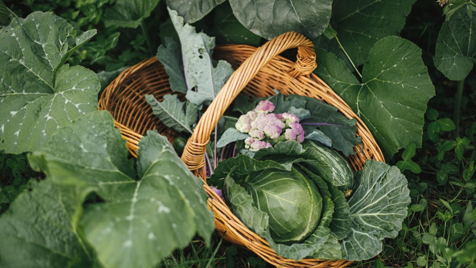 Fresh Look at 13 Effective And Cheap Methods To Improve Poor Garden Soil