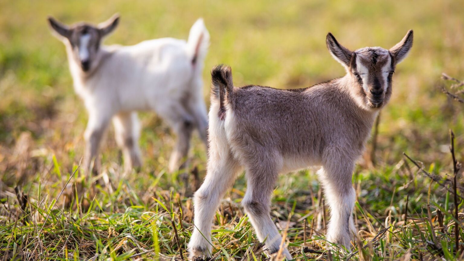 15 Best Animals for Small Homesteads The Peasant's Daughter