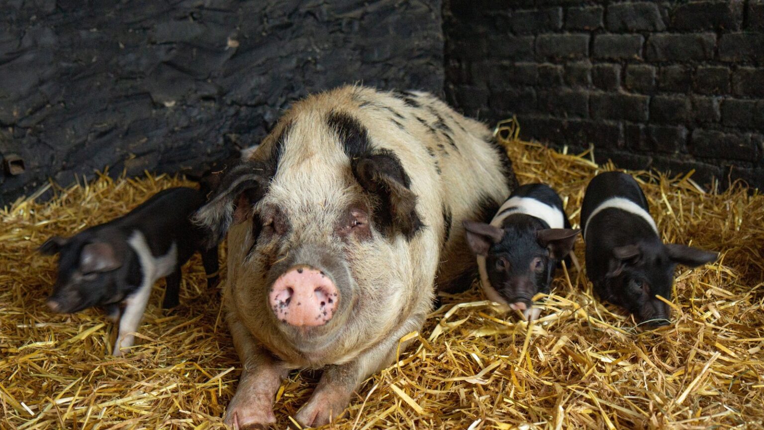 15 Best Animals for Small Homesteads The Peasant's Daughter