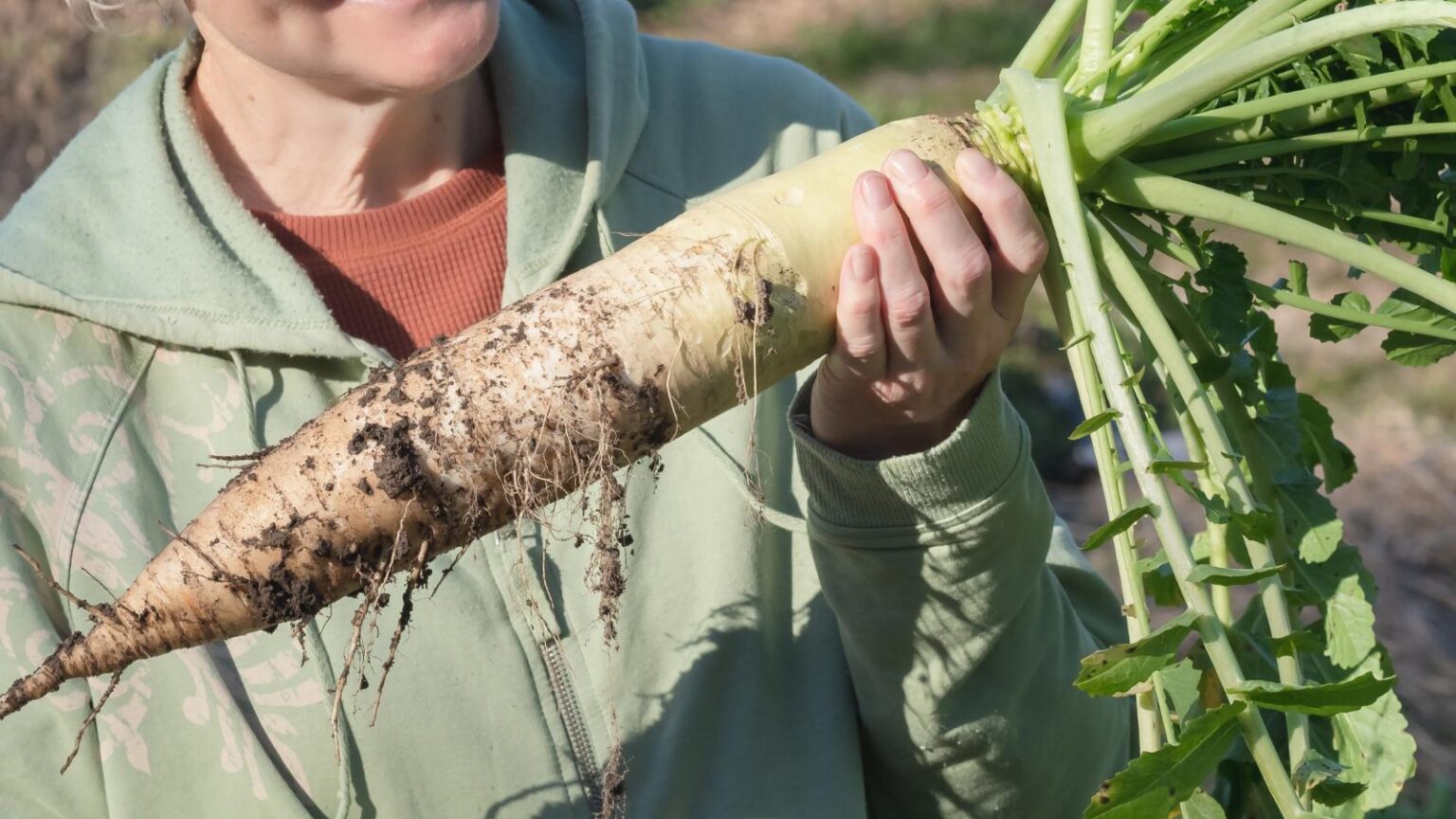 View of The 12 Essential Steps to Self-Sufficiency in the Garden - The Peasant ...