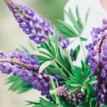 Lupines.