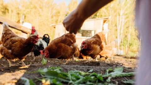 Feeding Chickens Potatoes & Potato Skins Safely - The Peasant's Daughter