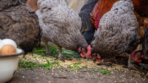 Feeding Chickens Potatoes & Potato Skins Safely - The Peasant's Daughter
