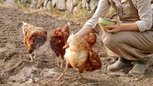 Feeding Chickens Potatoes & Potato Skins Safely - The Peasant's Daughter