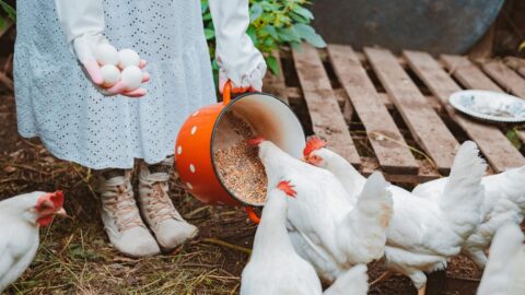 Feeding Chickens Potatoes & Potato Skins Safely - The Peasant's Daughter
