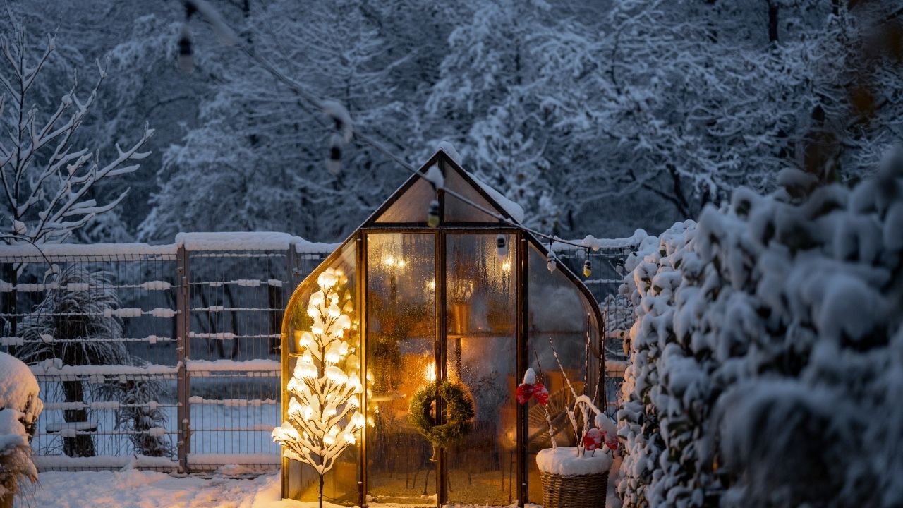 Christmas tree lit up outside.