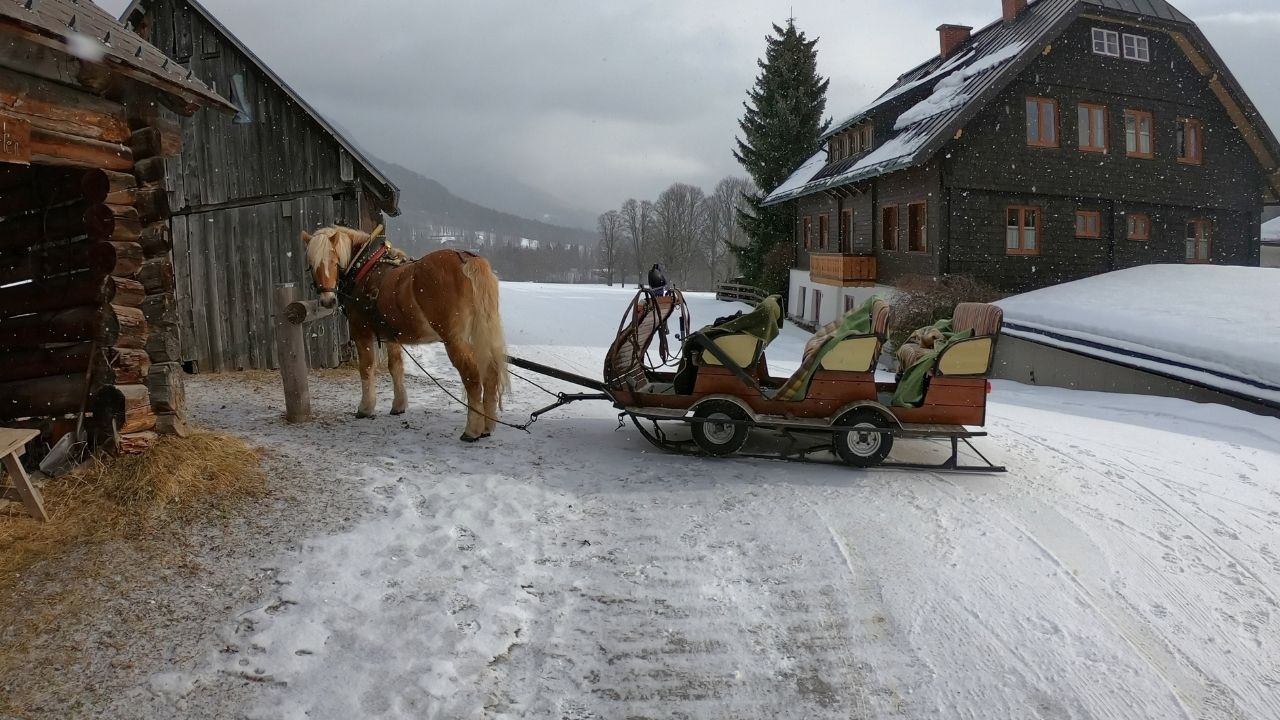 Horse and sleigh in countryside.