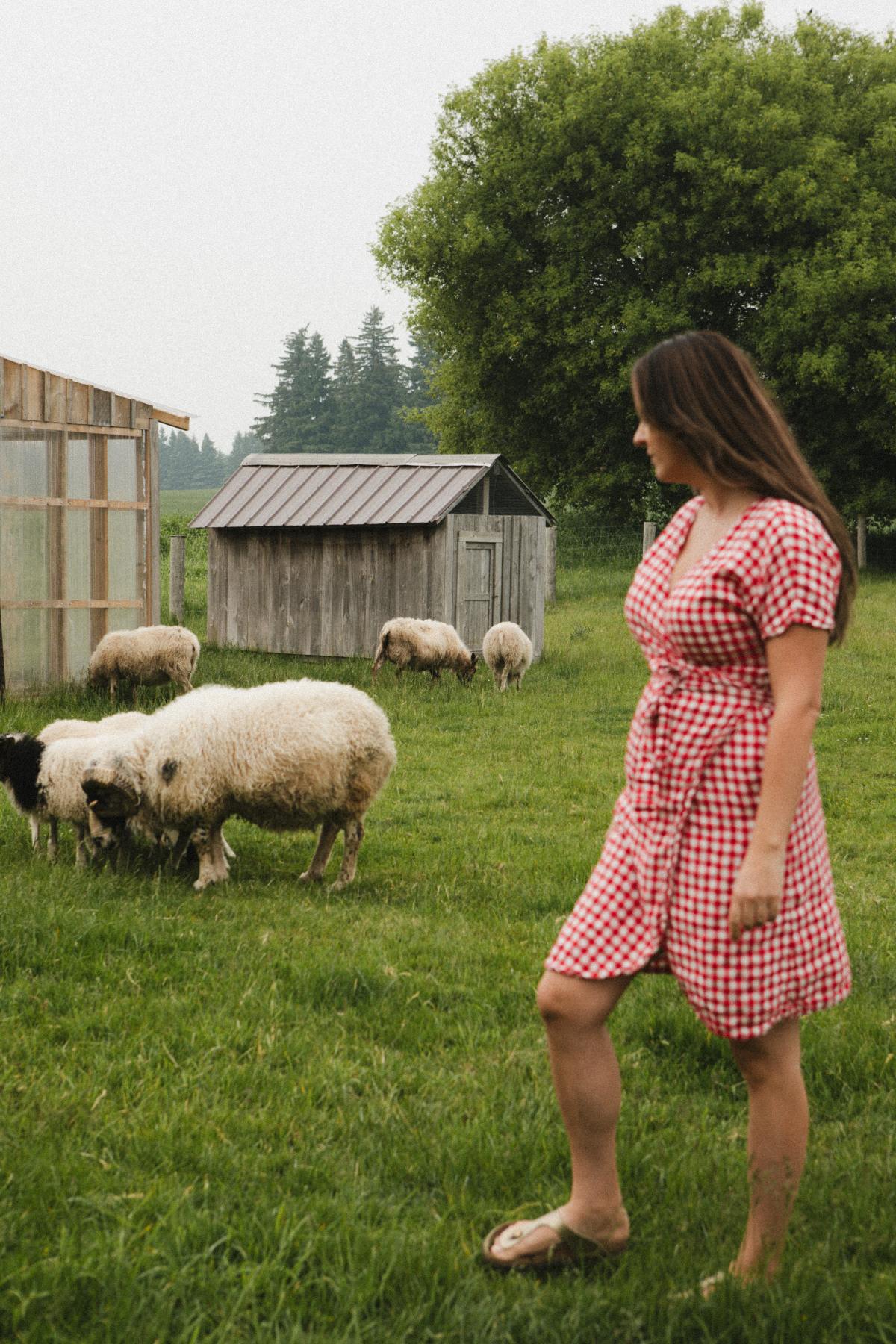 On the homestead in the summer with the Icelandic sheep on pasture.