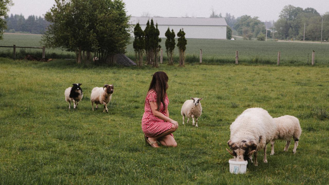 Me on the homestead surrounded by my Icelandic sheep.